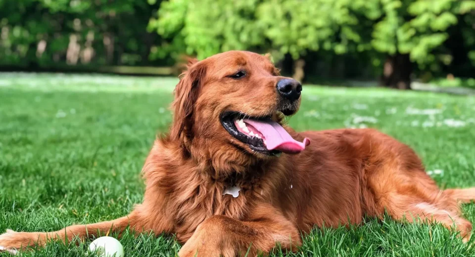 Red Golden Retriever