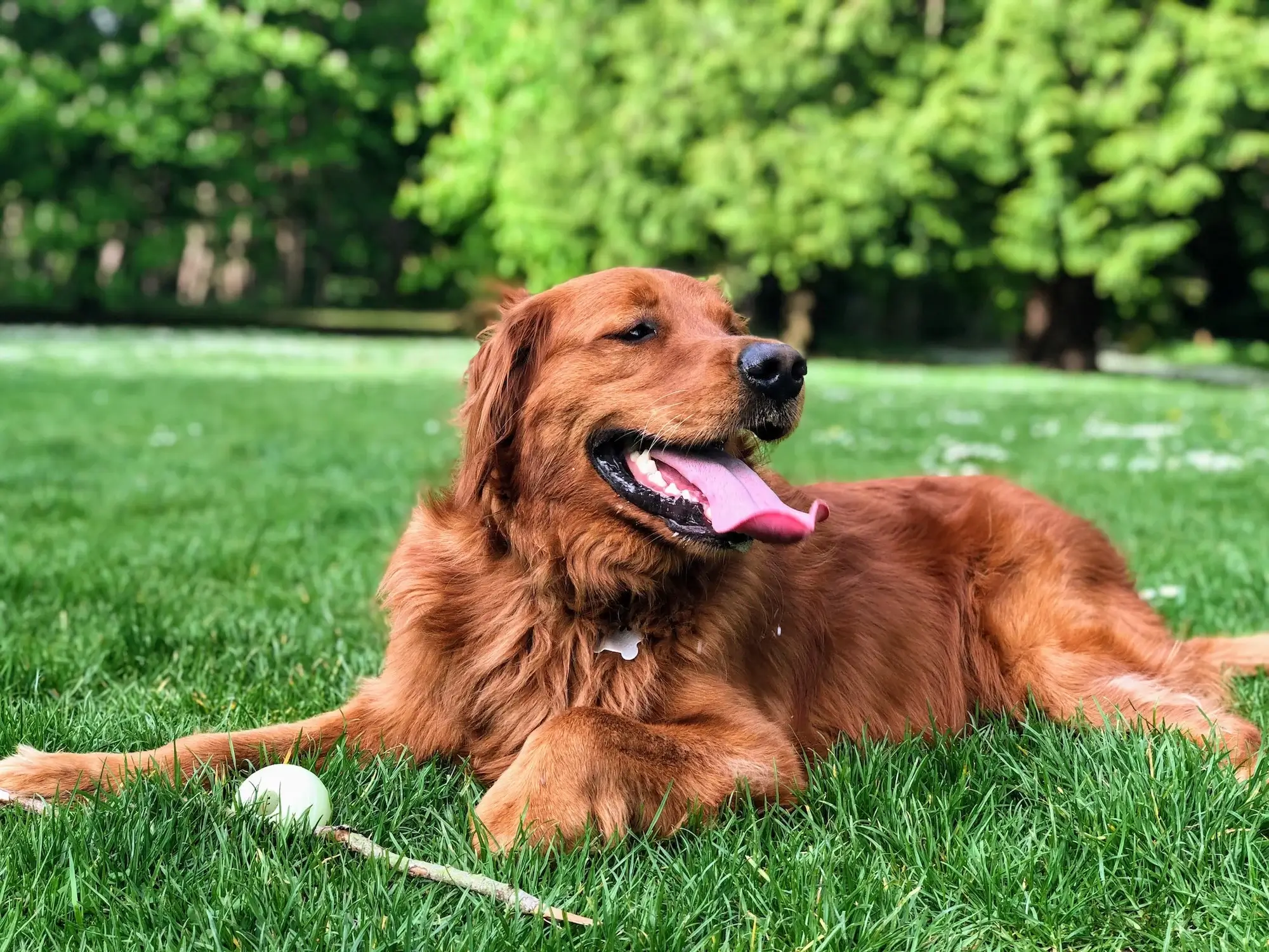 Red Golden Retriever